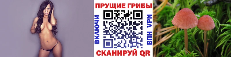 KRAKEN как войти  мориарти официальный сайт  Галлюциногенные грибы Psilocybine cubensis  Нелидово 